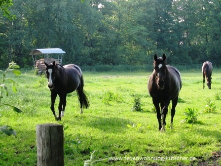 Pferde am Ostfriesland Wanderweg