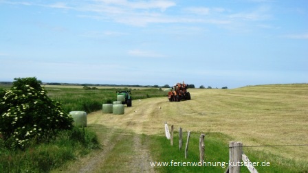 Landwirtschaft auf Langeoog