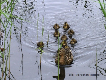 Eine grosse Entenfamilie auf dem Wasser