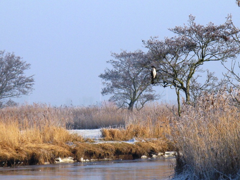 Winterlandschaft am Kanal in Werdum