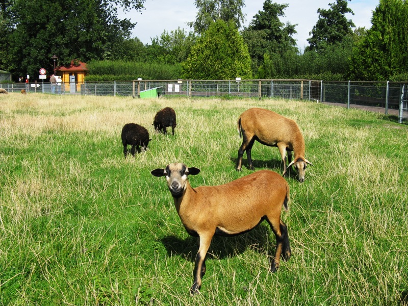 Schafe im Haustierpark in Werdum