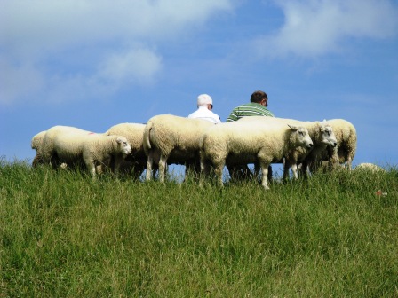 Schafe in Ostbense auf dem Deich