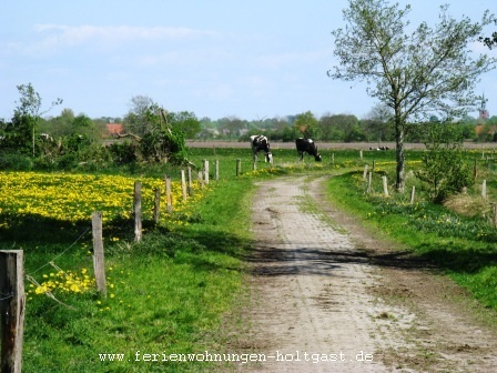 Kühe in Ostfriesland