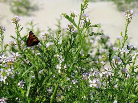 Blumen Strand Spiekeroog