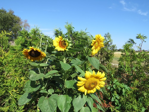 Blumen im Garten
