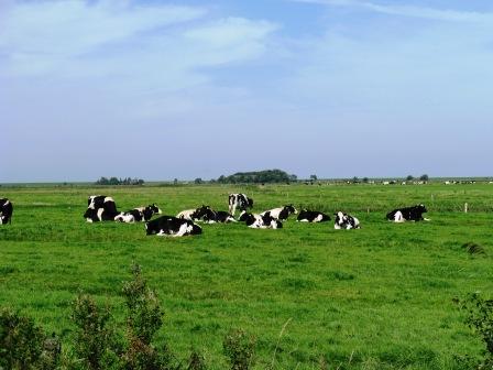 Weide bei Neuharlingersiel
